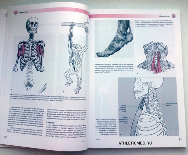 Поезда майерса книга. Книга анатомические поезда Томаса Майерса. Миофасциальные цепи Майерс.